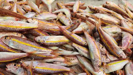 Obraz premium On a fish counter, fresh yellow striped-red mullet (Mullus surmuletus) fish (known as Barbun in Turkish)