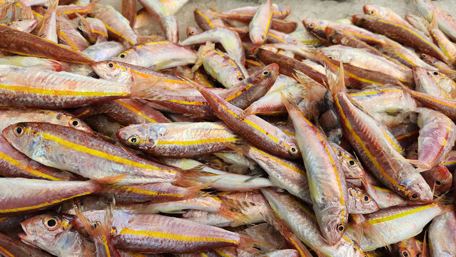 On a fish counter,  fresh yellow striped-red mullet  (Mullus surmuletus) fish (known as Barbun in Turkish)