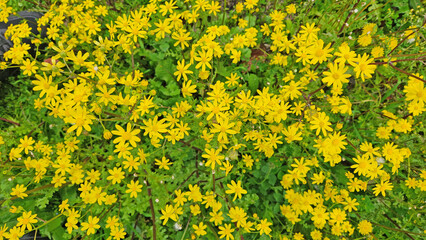 In spring, groundsel flowers (Senecio sp.) burst into bloom, their bright yellow petals adding a splash of vibrant color to the landscape, signaling the season's renewal. 