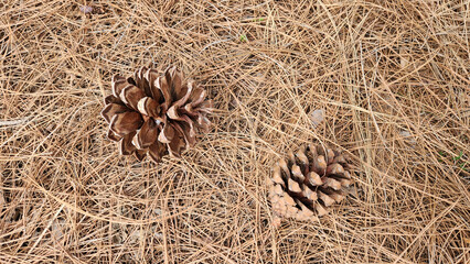 Cones and dry needle leaves of the Canary Island pine (Pinus canariensis)