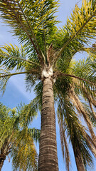 Fototapeta premium Queen palm tree (Syagrus romanzoffiana) in a city park in Mediterranean region in winter