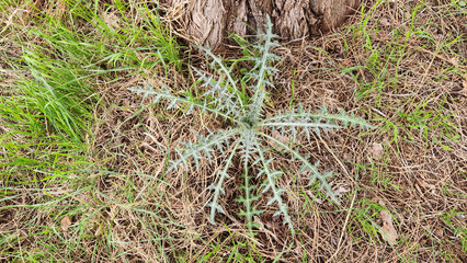 Mediterranean Thistle (Galactites tomentosus) under a pine woodland in Medietrranean region in February
