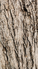 Bark texture of a Bottlebrush tree (Viburnum sp.) is characterized by its rugged, grooved surface and intricate patterns, providing a unique and visually striking element to the tree's appearance