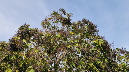 A tree of the wax-leaf privet or Japanese privet (Ligustrum japonicum) in a urban park in Mediterranean region in winter