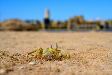 Krab plażowy © 3photo