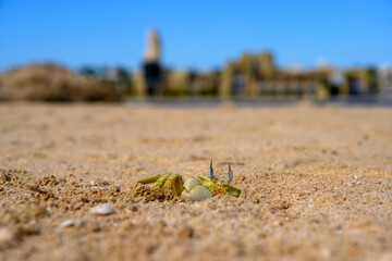 Krab plażowy © 3photo