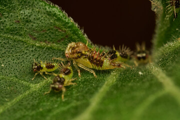 detailed macro image of cyphonia nymphs on leaf