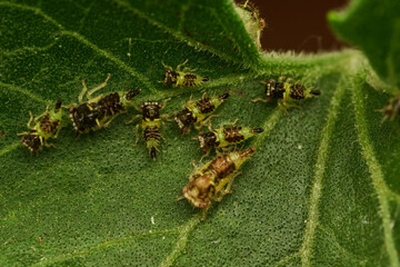 macro shot of newborn cyphonia insects on leaf