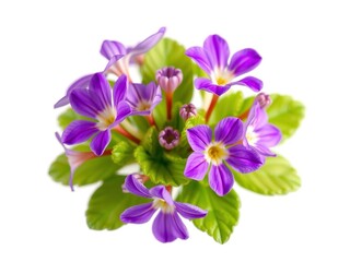 Obraz premium Delicate Beauty Unveiled: Primula cuneifolia subsp cuneifolia in Nature's Embrace