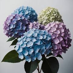 A hydrangea cluster with pastel blues and purples blending into black, set against a crisp white background.