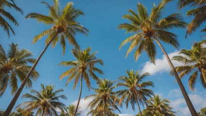 Fototapeta premium Tropical Palm Trees Against a Clear Blue Sky with Ample Space for Copy or Text Overlay in a Serene Natural Setting