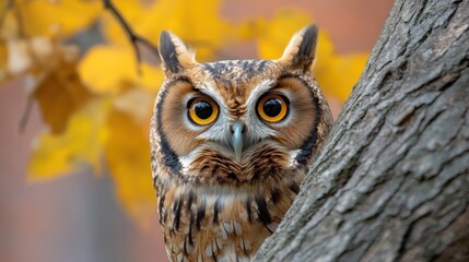 Fototapeta premium Majestic Owl in Autumnal Setting