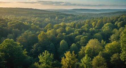 Obraz premium Lush Green Forest Landscape with Expansive View and Space for Text Integration in Tranquil Nature Setting
