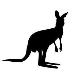 Kangaroo silhouette on white background, vector