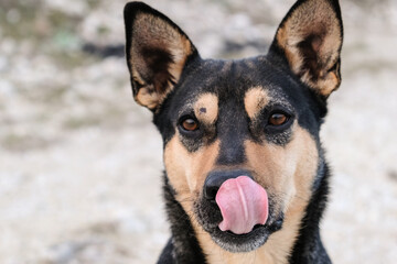 A street dog looks at the camera and licks.