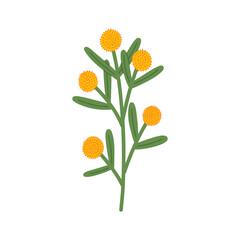 Hand draw Spring bright flower. Botanical illustration.