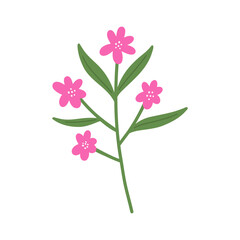 Hand draw Spring bright flower. Botanical illustration.