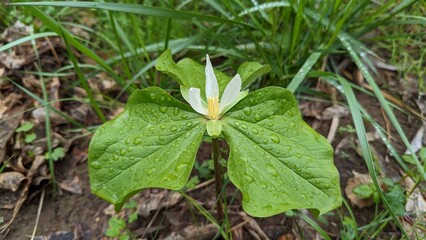 Close-up of a white Trillium albidum covered in rain water droplets