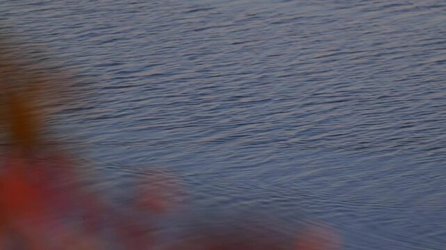 dettaglio di un uccello marino dalle piume bianche, in primo piano, mentre si sposta rapidamente nell'acqua basse di mare, vicino alla riva, al tramonto