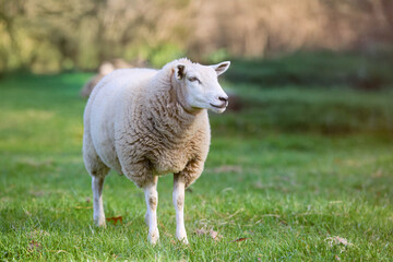 Fototapeta premium A sheep with a thick, woolly coat stands on a grassy field, looking to the right, with a blurred background of trees and greenery.
