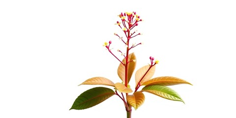 Vibrant Tapestry of Wikstroemia reginaldifarreri