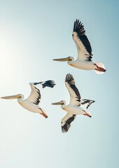 Obraz premium Flight of Pelicans in Blue Sky Background