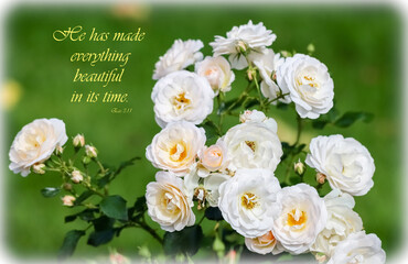 Rose card with biblical text. Bible verse Ecc 3:11. The picture was taken on September. A beautiful rose bush. White flowers and text - He has made everything beautiful in its time.