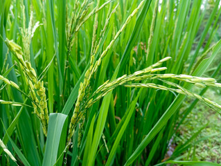 Rice field 