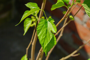Morus alba green leaves on the tree