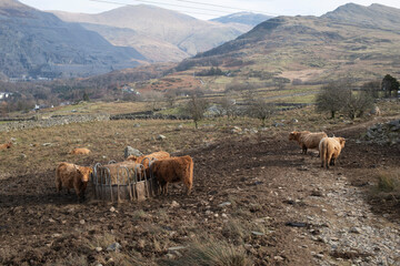 Highland cows eating at a feeder by a track in the mountains