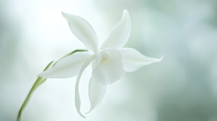 Fototapeta premium Delicate ghost orchid macro, f/2.8, 100mm lens, soft focus, glowing white petals, rainforest blur, crisp textures, pure white background, ultra-HD