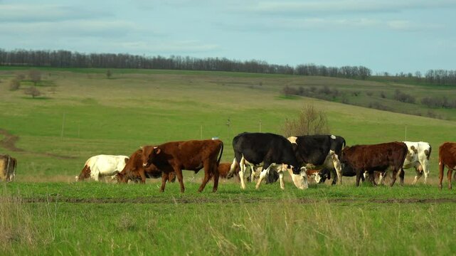 Cows grazing on a beautiful hill on a farm at sunset. Close up of Stud Beef bulls and cows grazing on grass in a field, in Australia. eating hay and silage. breeds include speckle park, murray grey