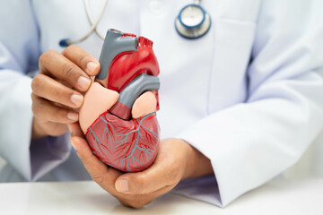 Cardiovascular disease CVD, doctor with heart human model anatomy for treatment patient in hospital.