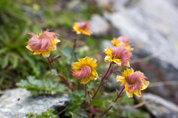 yellow flowers - Wild flowers in Alps, Austria