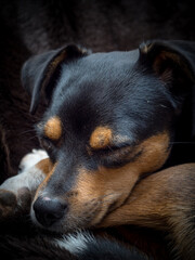 portrait of a sleeping dorg / ratonero