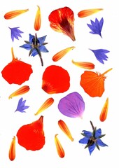 A display of summer flowers on a white background.