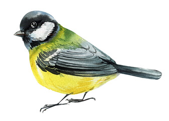 watercolor great tit bird isolated on white background hand painted artistic wildlife illustration, spring bird painting
