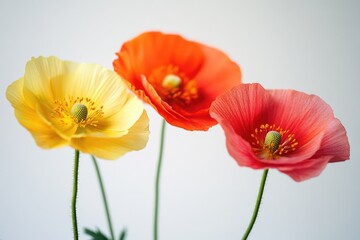 Naklejka premium Three colorful flowers in a decorative vase