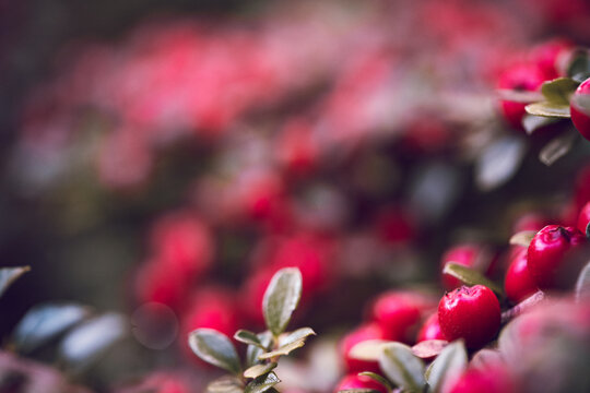 Fr&uuml;chte der Zwergmistel (lateinisch cotoneaster)