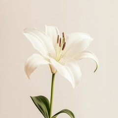 Obraz premium A beautiful white flower with green leaves placed in a vase