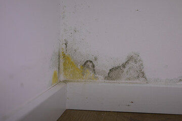 Image of mold and mildew growth in a house corner.  Shows signs of water damage and needs...