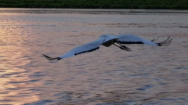 A serene video capturing a low-angle view of a bird gliding over calm waters at sunset, highlighting the tranquil beauty of nature.