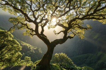 A tree with sunlight filtering through its branches