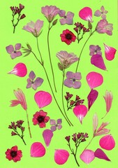 A display of presses summer flowers and petals on a bright green background.