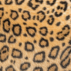 Print-ready pattern consisting of real animal textures