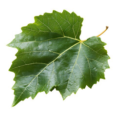 Vibrant green leaf showcasing intricate veins and texture