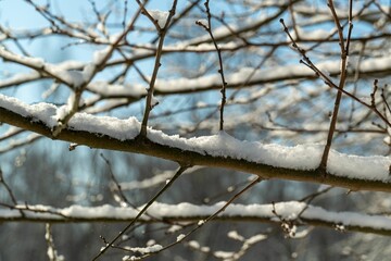 The snow-covered tree branches glistening under the soft winter light.