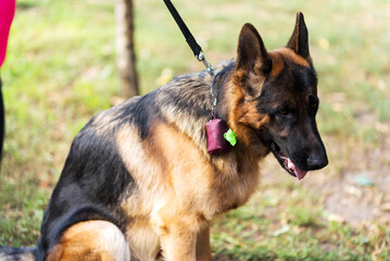 woman holding a male German Shepherd on a leash in the park, a bag with bags for dog poop, a woman walking a dog, caring for nature, leather bags for dogs, a leather collar for a dog
