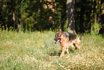 male German Shepherd on a walk in the summer forest, large dog walks in the field in the sunlight, walking a dog in the warm season, dog carries a stick