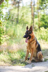 male German Shepherd on a walk in the summer forest, large dog walks in the field in the sunlight, walking a dog in the warm season, dog carries a stick